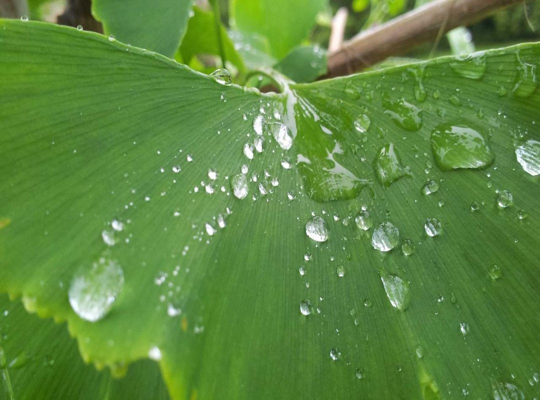 The Global Spotlight: How Superstars Reshaped the Derby