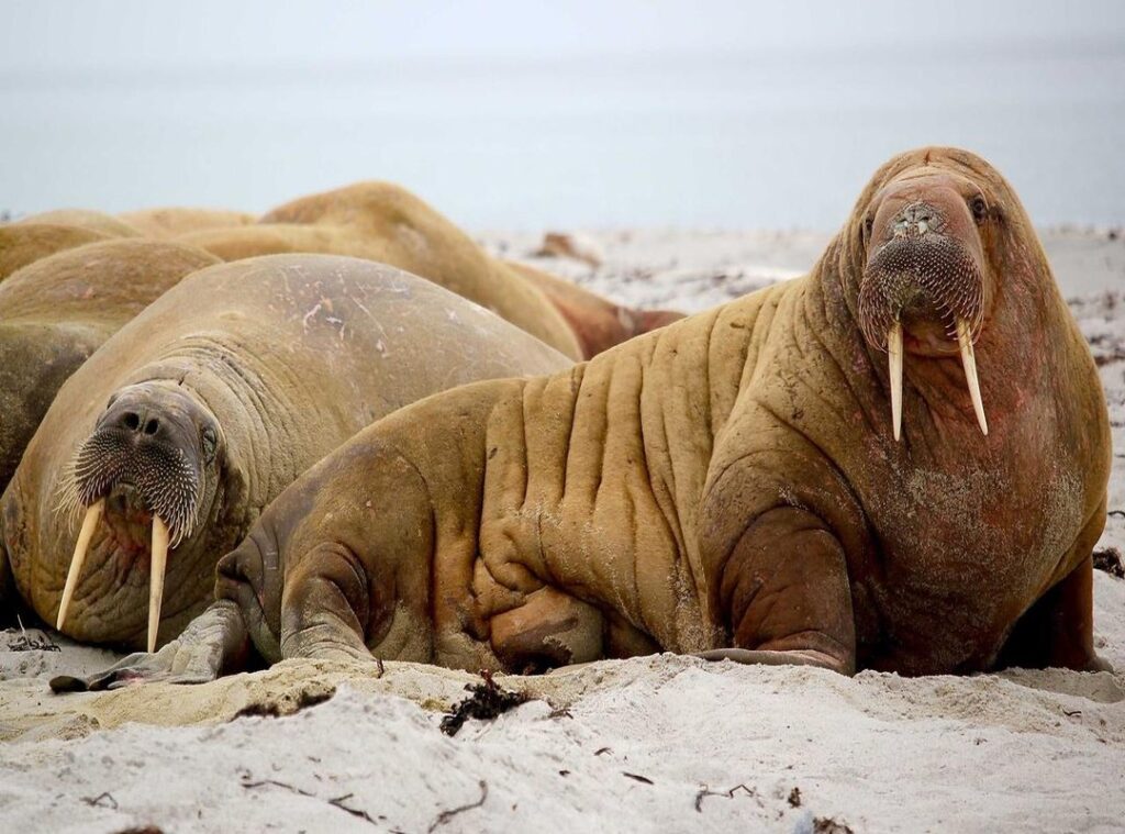 fnf:9jcokqug9pu= bob