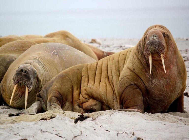 fnf:9jcokqug9pu= bob