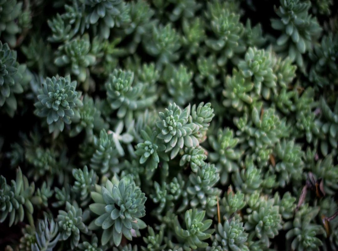 From Livestream to Meme: How the Internet Responded